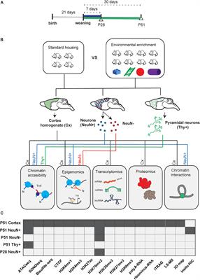 Environmental Enrichment Induces Epigenomic and Genome Organization Changes Relevant for Cognition